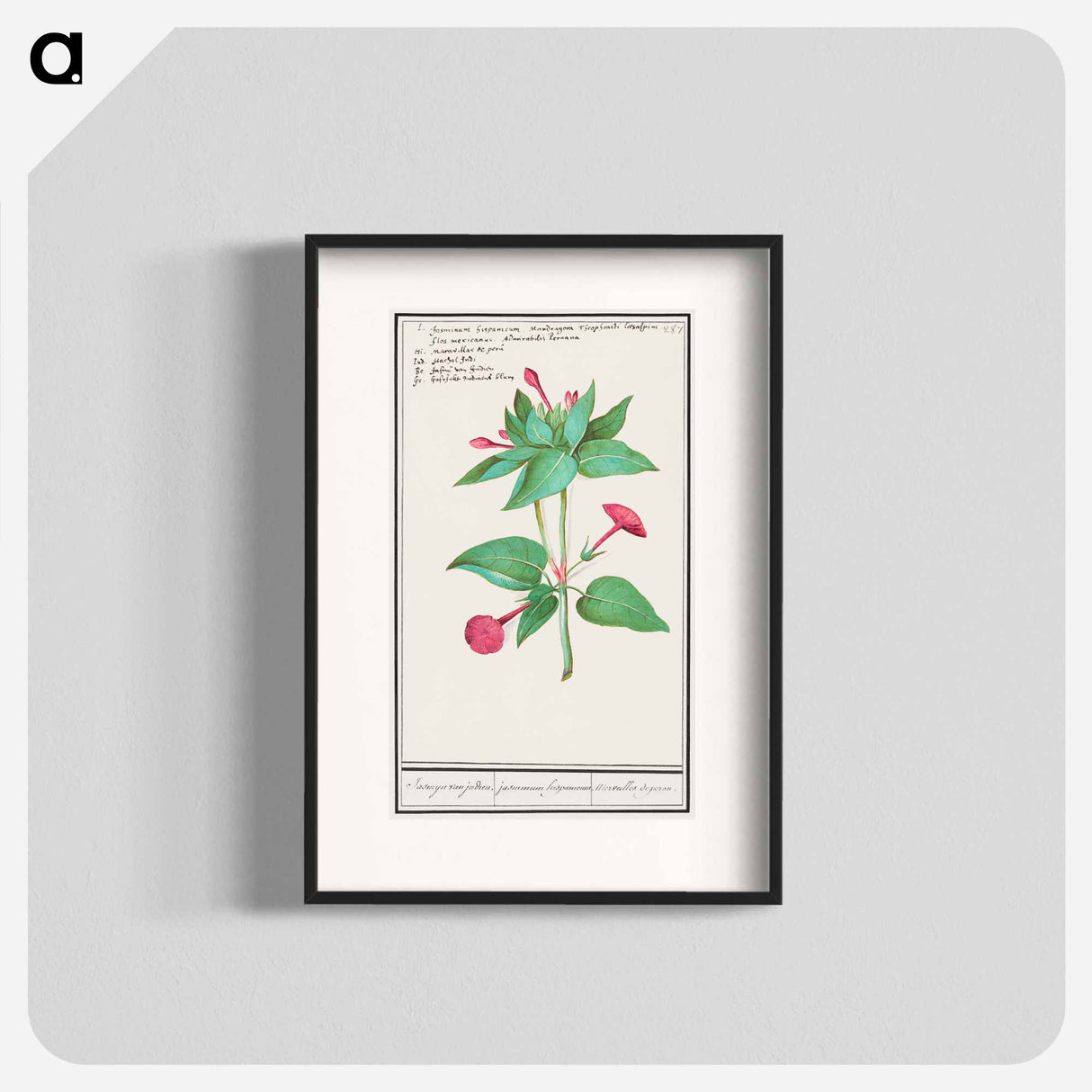 Mirabilis jalapa - アンセルムス ボエティウス デ ブート Poster.