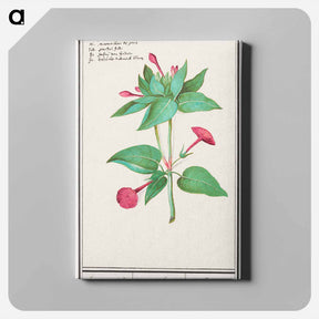 アートパネル-Mirabilis jalapa - アンセルムス ボエティウス デ ブート Canvas.