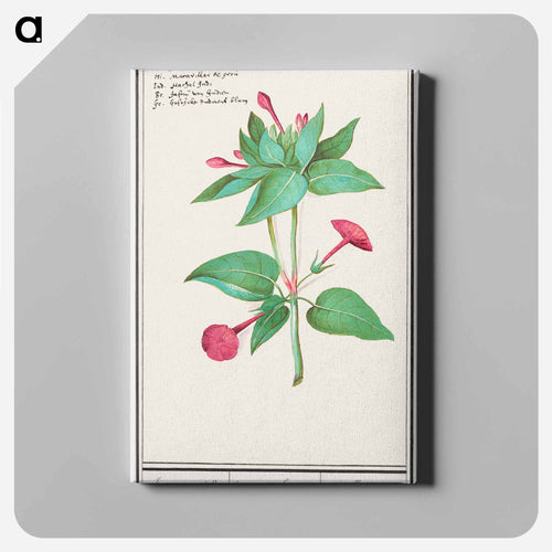 Mirabilis jalapa - アンセルムス ボエティウス デ ブート Canvas.