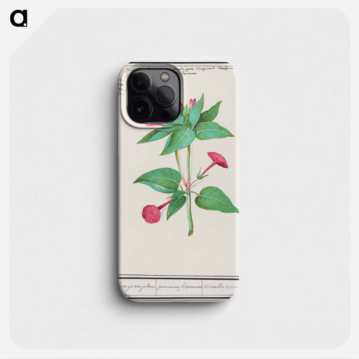 Mirabilis jalapa - アンセルムス ボエティウス デ ブート Phone Case.