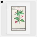 Mirabilis jalapa - アンセルムス ボエティウス デ ブート Poster.