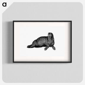 アートポスター-Walrus from Journal of a Voyage to Greenland
 - 大英図書館 Poster.