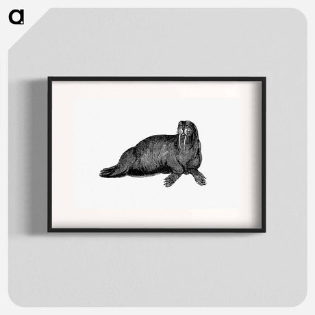 アートポスター-Walrus from Journal of a Voyage to Greenland
 - 大英図書館 Poster.