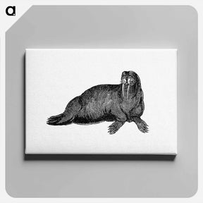 アートパネル-Walrus from Journal of a Voyage to Greenland
 - 大英図書館 Canvas.