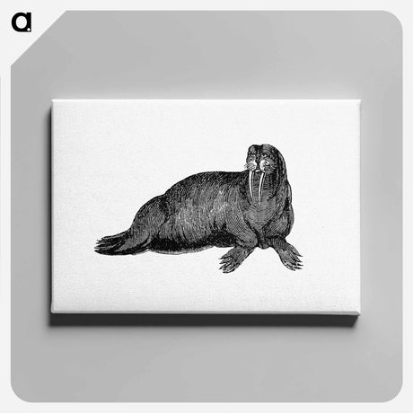 アートパネル-Walrus from Journal of a Voyage to Greenland
 - 大英図書館 Canvas.