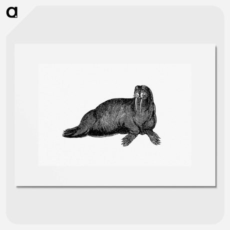 アートポスター-Walrus from Journal of a Voyage to Greenland
 - 大英図書館 Poster.