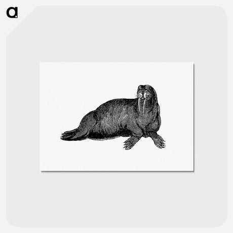 アートポストカード-Walrus from Journal of a Voyage to Greenland
 - 大英図書館 Postcard.