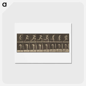 アートポストカード-Animal Locomotion
 - エドワード マイブリッジ Postcard.