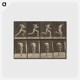 アートポストカード-Animal Locomotion
 - エドワード マイブリッジ Postcard.