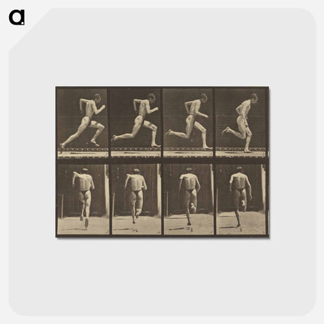 アートポストカード-Animal Locomotion
 - エドワード マイブリッジ Postcard.