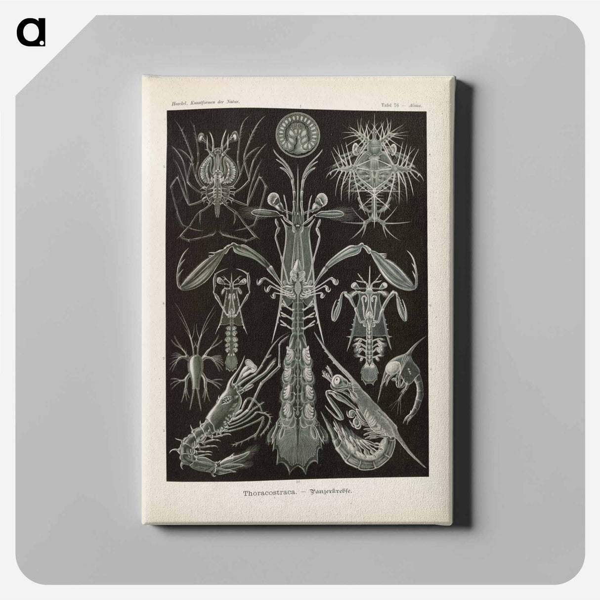 Marine life illustration - エルンスト ヘッケル Canvas.