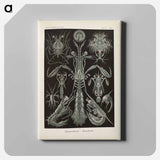 Marine life illustration - エルンスト ヘッケル Canvas.