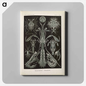 アートパネル-Marine life illustration - エルンスト ヘッケル Canvas.