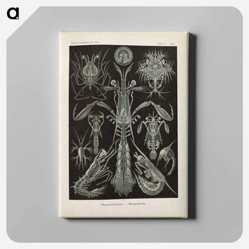 Marine life illustration - エルンスト ヘッケル Canvas.