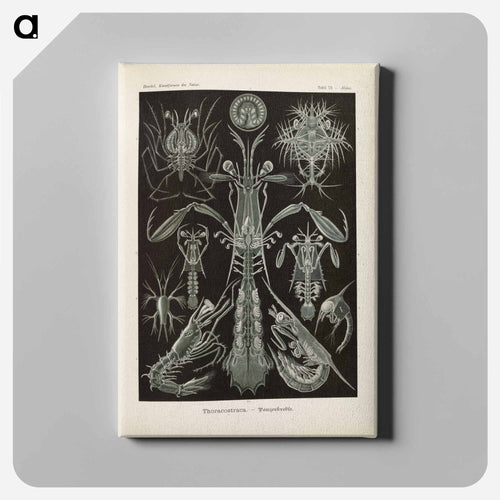 Marine life illustration - エルンスト ヘッケル Canvas.