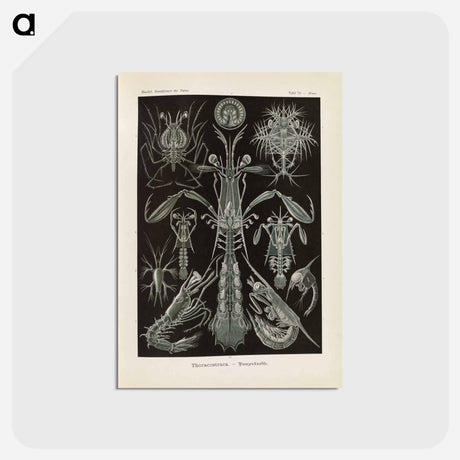 アートポストカード-Marine life illustration - エルンスト ヘッケル Postcard.