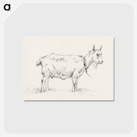 アートポストカード-Standing goat - ジャン ベルナール Postcard.