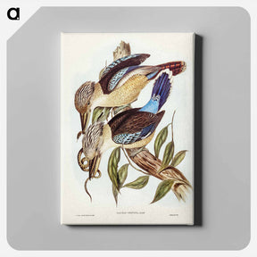アートパネル-Fawn-breasted Kingfisher
 - ジョン グールド Canvas.