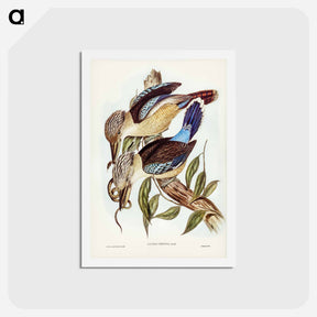 アートポストカード-Fawn-breasted Kingfisher
 - ジョン グールド Postcard.