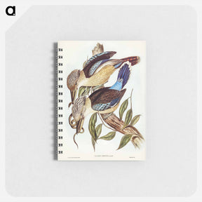 アートメモ帳-Fawn-breasted Kingfisher
 - ジョン グールド Memo.