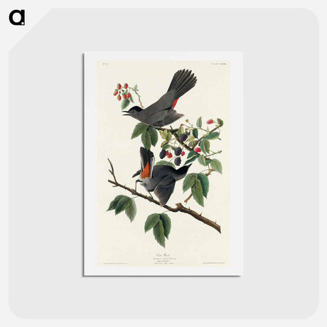 アートポストカード-Cat Bird
 - ジョン ジェームス オーデュボン Postcard.