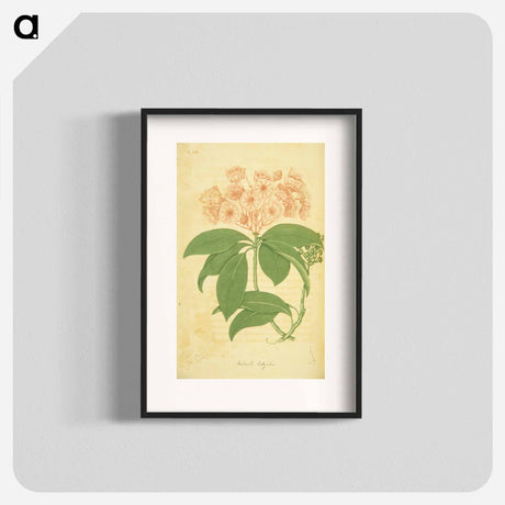 アートポスター-Kalmia latifolia
 - 国立医学図書館 Poster.
