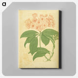 アートパネル-Kalmia latifolia
 - 国立医学図書館 Canvas.