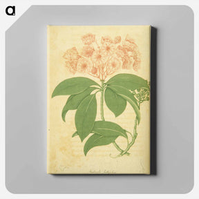 アートパネル-Kalmia latifolia
 - 国立医学図書館 Canvas.