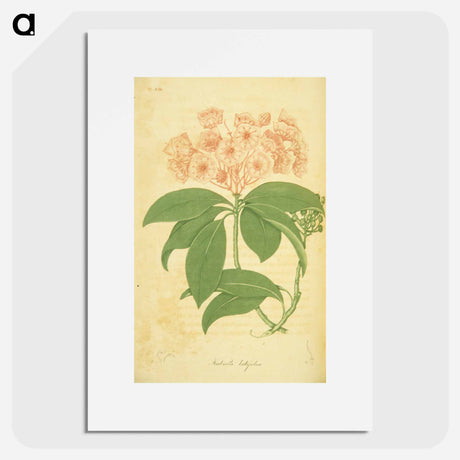 アートポスター-Kalmia latifolia
 - 国立医学図書館 Poster.