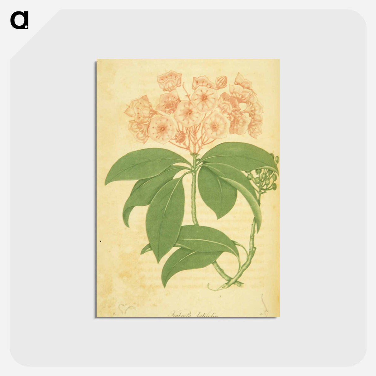 アートポストカード-Kalmia latifolia
 - 国立医学図書館 Postcard.