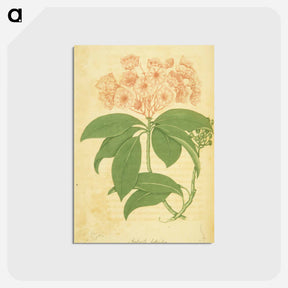 アートポストカード-Kalmia latifolia
 - 国立医学図書館 Postcard.