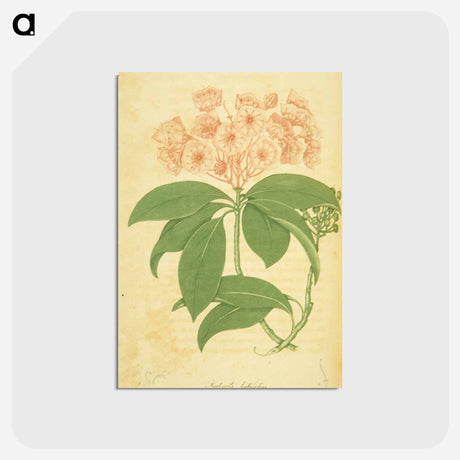 アートポストカード-Kalmia latifolia
 - 国立医学図書館 Postcard.