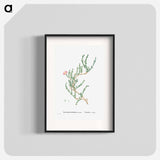 Mesembryanthemum Uncinatum (Ruschia Uncinata) - Pierre-Joseph Redouté Poster.