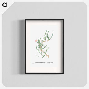 アートポスター-Mesembryanthemum Uncinatum (Ruschia Uncinata) - ピエール ジョゼフ ルドゥーテ Poster.