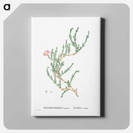 アートパネル-Mesembryanthemum Uncinatum (Ruschia Uncinata) - ピエール ジョゼフ ルドゥーテ Canvas.