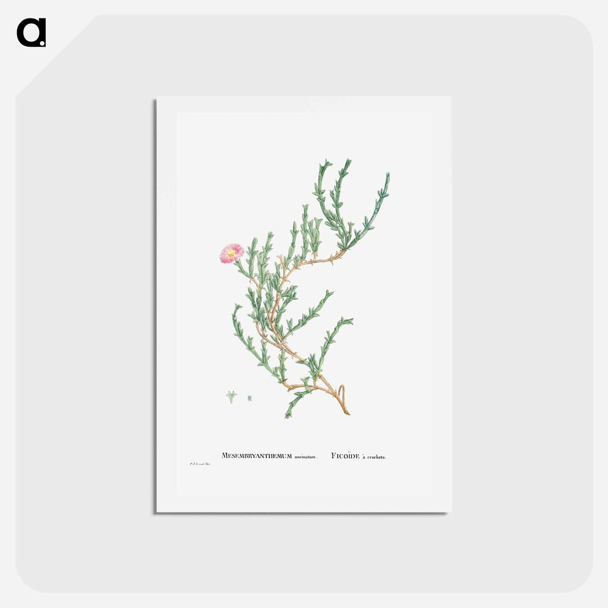 アートポストカード-Mesembryanthemum Uncinatum (Ruschia Uncinata) - ピエール ジョゼフ ルドゥーテ Postcard.