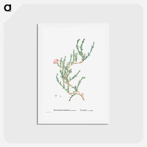 アートポストカード-Mesembryanthemum Uncinatum (Ruschia Uncinata) - ピエール ジョゼフ ルドゥーテ Postcard.