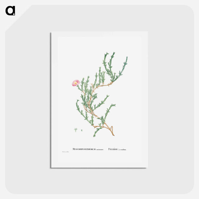 アートポストカード-Mesembryanthemum Uncinatum (Ruschia Uncinata) - ピエール ジョゼフ ルドゥーテ Postcard.