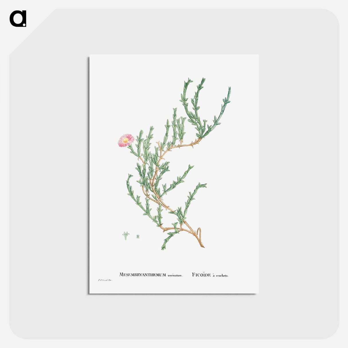 アートポストカード-Mesembryanthemum Uncinatum (Ruschia Uncinata) - ピエール ジョゼフ ルドゥーテ Postcard.