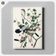 アートパネル-Great cinereous Shrike, or Butcher Bird from Birds of America
 - アメリカの鳥たち Canvas.