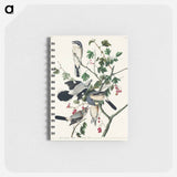アートメモ帳-Great cinereous Shrike, or Butcher Bird from Birds of America
 - アメリカの鳥たち Memo.