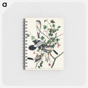 アートメモ帳-Great cinereous Shrike, or Butcher Bird from Birds of America
 - アメリカの鳥たち Memo.