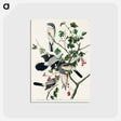 アートポストカード-Great cinereous Shrike, or Butcher Bird from Birds of America
 - アメリカの鳥たち Postcard.