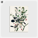 アートポストカード-Great cinereous Shrike, or Butcher Bird from Birds of America
 - アメリカの鳥たち Postcard.
