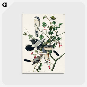 アートポストカード-Great cinereous Shrike, or Butcher Bird from Birds of America
 - アメリカの鳥たち Postcard.