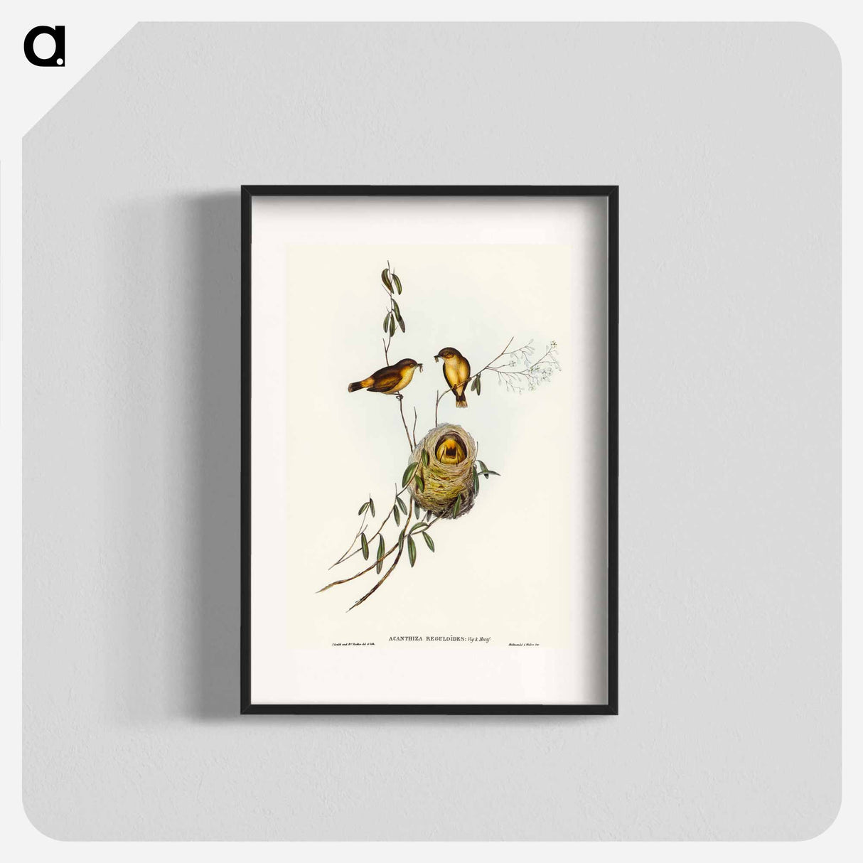 Regulus-like Acanthiza
 - オーストラリアの鳥 Poster.