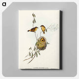 Regulus-like Acanthiza
 - オーストラリアの鳥 Canvas.