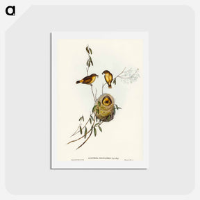 アートポストカード-Regulus-like Acanthiza
 - オーストラリアの鳥 Postcard.