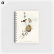 アートメモ帳-Regulus-like Acanthiza
 - オーストラリアの鳥 Memo.