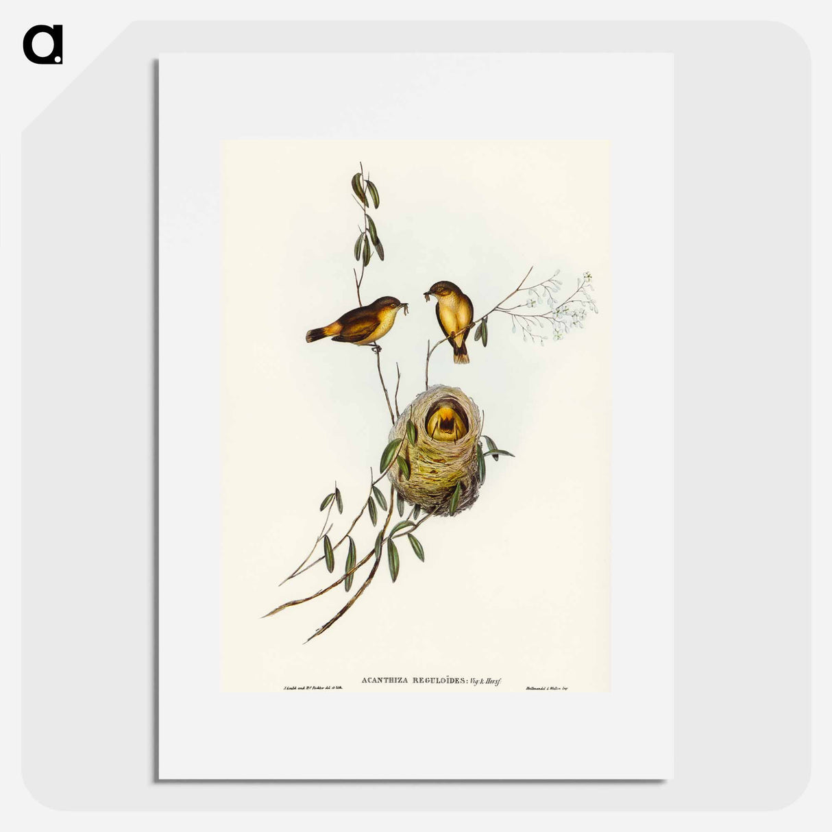 アートポスター-Regulus-like Acanthiza
 - オーストラリアの鳥 Poster.